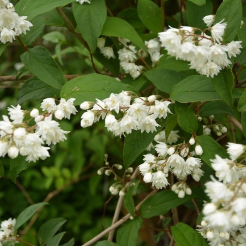 Deutzia Scabra Pride of Rochester "Fierté de Rochster"