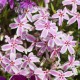 Phlox Kimono "Pink White"