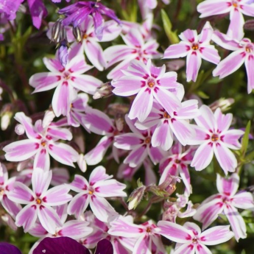 Phlox Kimono "Pink White"