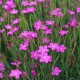 Dianthus deltoides 'Leuchtfunk'