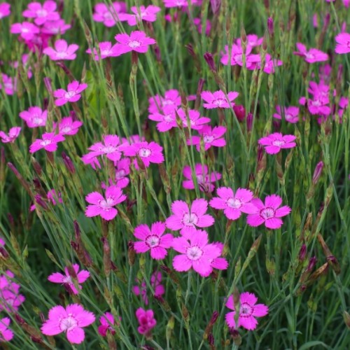 Dianthus deltoides 'Leuchtfunk'