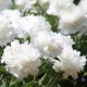 Paeonia lactiflora 'Charles White'