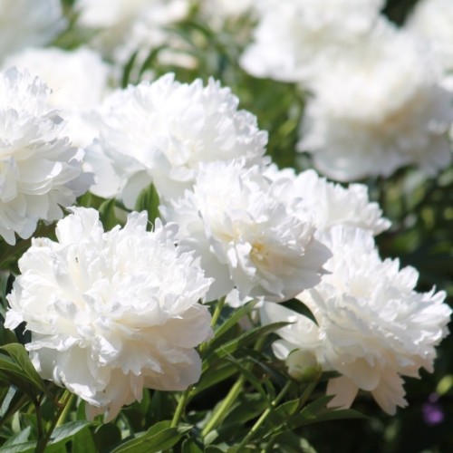 Paeonia lactiflora 'Charles White'