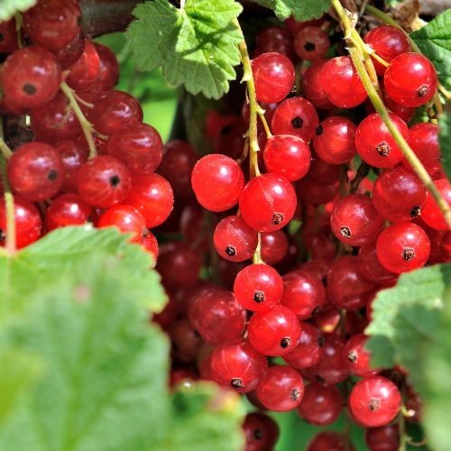 Ribes rubrum 'Rosalina' SGA - Groseiller