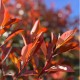 Photinia x fraseri 'Red Robin' multitronc