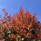 Photinia x fraseri 'Red Robin' multitronc
