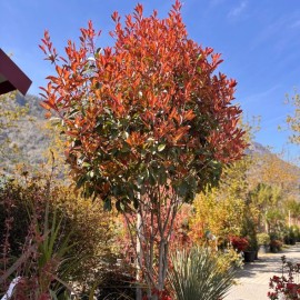 Photinia x fraseri 'Red Robin' multitronc