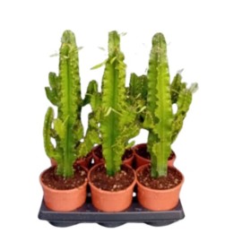 Euphorbia erytrea - Euphorbe