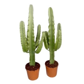 Euphorbia erytrea - Euphorbe