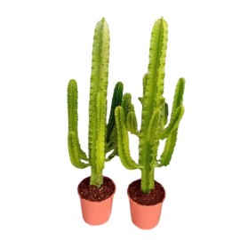 Euphorbia erytrea - Euphorbe
