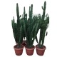 Euphorbia erytrea
