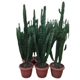 Euphorbia erytrea