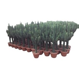 Euphorbia erytrea
