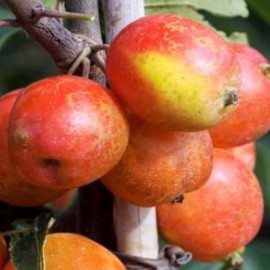 Malus 'John Downie'