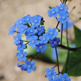 Myosotis