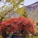 Acer palmatum 'Dissectum Garnet' (érable du Japon)