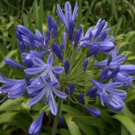 Agapanthus Mix 'Safari Dreams' – Agapanthe d’Afrique en mélange