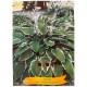 Hosta 'Albomarginata' - Hosta panaché 'Albomarginata'