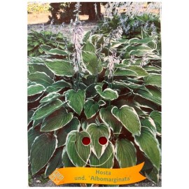 Hosta 'Albomarginata' - Hosta panaché 'Albomarginata'