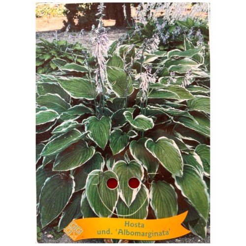 Hosta 'Albomarginata' - Hosta panaché 'Albomarginata'