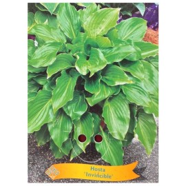Hosta 'Invincible'