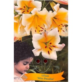 Lilium 'Miss Peculiar' - Lys ‘Miss Peculiar’