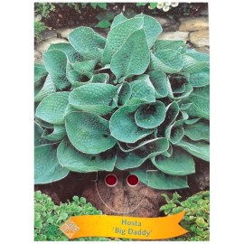 Hosta 'Big Daddy'