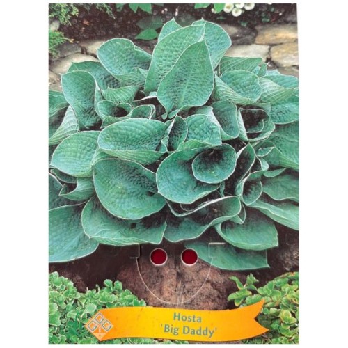Hosta 'Big Daddy'