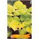 Hosta 'Banana Kid'