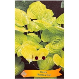Hosta 'Banana Kid'