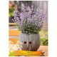 Nepeta faassenii 'Purrsian Blue' - Chataire naine bleue