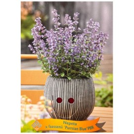 Nepeta faassenii 'Purrsian Blue' - Chataire naine bleue