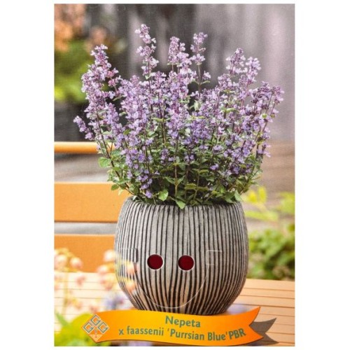 Nepeta faassenii 'Purrsian Blue' - Chataire naine bleue