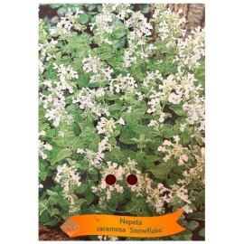 Nepeta racemosa 'Snowflake' - Herbe-aux-chats blanche