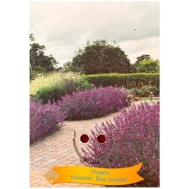 Nepeta faassenii 'Blue Wonder'- Herbe-aux-chats bleue