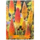 Kniphofia uvaria 'Flamenco' - Tison de Satan Flamenco
