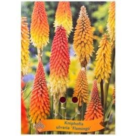 Kniphofia uvaria 'Flamenco' - Tison de Satan Flamenco