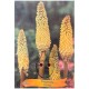 Kniphofia citrina - Tritome citron