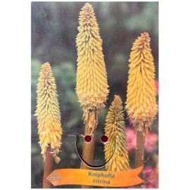 Kniphofia citrina - Tritome citron