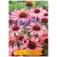 Echinacea purpurea 'Magnus' - Échinacée pourpre 'Magnus'