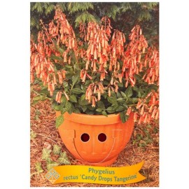 Phygelius rectus 'Candy Drops Tangerine' -Trompette du Cap 'Candy Drops Tangerine'