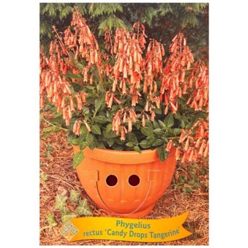 Phygelius rectus 'Candy Drops Tangerine' -Trompette du Cap 'Candy Drops Tangerine'