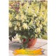 Phygelius rectus 'Candy Drops' -Trompette du Cap 'Candy Drops'