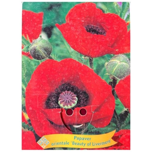 Papaver orientale 'Beauty of Livermere' - Pavot d’Orient 'Beauty of Livermere'