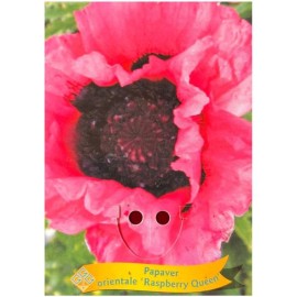Papaver orientale 'Raspberry Queen' - Pavot d’Orient ‘Raspberry Queen’
