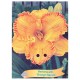 Hemerocallis 'Orange Nassau' - Lys d’un jour ‘Orange Nassau’