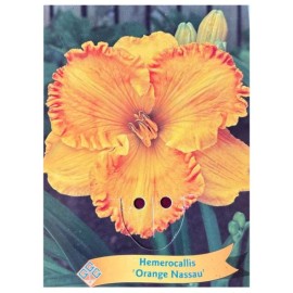 Hemerocallis 'Orange Nassau' - Lys d’un jour ‘Orange Nassau’