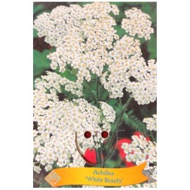 Achillea millefolium 'White Beauty' - Achillée millefeuille 'White Beauty'