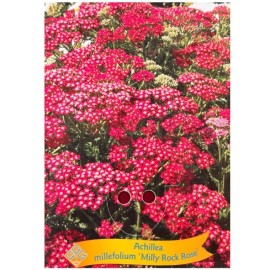 Achillea millefolium 'Milly Rock ' - Achillée millefeuille rose