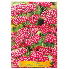 Achillea millefolium 'Summer Wine' -Achillée millefeuille 'Summer Wine'